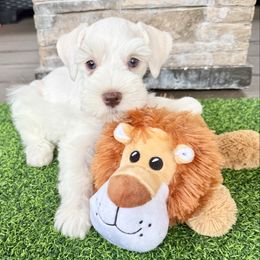 Tia - Parti female Miniature Schnauzer puppy in Canyon Lake, Texas from Chambers Schnauzers