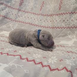 Donner - Silver male Dilute Retriever puppy in New Providence, Pennsylvania from Southernend Silvers