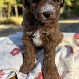 Murphy - Apricot male Goldendoodle puppy in Berlin, Ohio from Doodle Babys