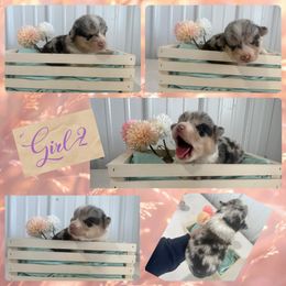 Girl 2 - Blue merle and white American Corgi puppy in Payson, Illinois from Creek Farm Corgis