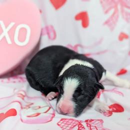 Amor - Black and white female Border Collie puppy in Raccoon, Kentucky from Skyline Border Collies