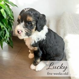 Lucky - Tri-color male Bernedoodle puppy in Huntsville, Alabama from Falcon Ridge Doodles