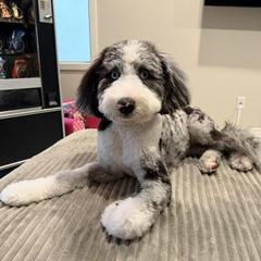 Cavapoo, Double Doodle, and Pomeranian All Grown Up from T Sanctum