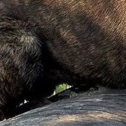 Xorro - Dutch Shepherd