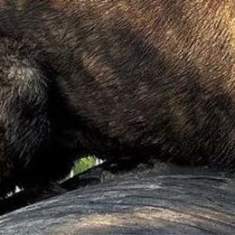 Xorro - Dutch Shepherd