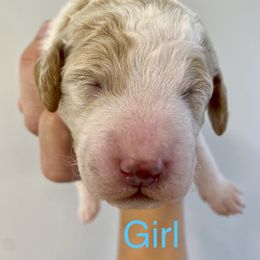 Girl 4 - Goldendoodle puppy in Morehead City, North Carolina from Shoreside Doodles