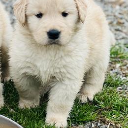 Winter - Golden female Golden Retriever puppy in Saint Pauls, North Carolina from Copperfield’s Goldens