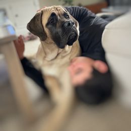 Mastiff All Grown Up from Temblor Mastiffs