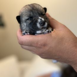 Boy 1 - Sesame male Shiba Inu puppy in Elizabeth, New Jersey from Shiba Inu Loving Care
