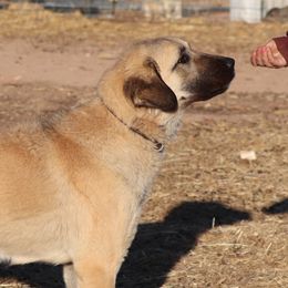 Thika - Anatolian Shepherd Dog