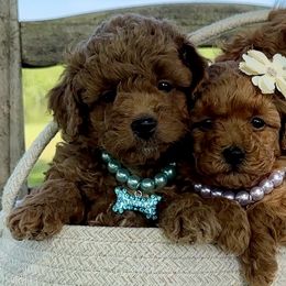 Cavalier King Charles Spaniels, Cavapoos, and Poodles from Cav.ish's Missouri Cavaliers, Cavapoos, and Miniature Poodles