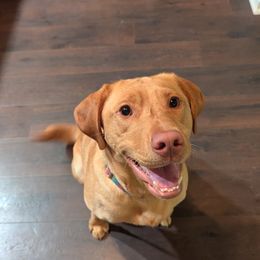 Labrador Retrievers from Horseshoe Mountain Kennel