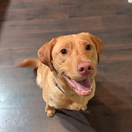 Labrador Retrievers from Horseshoe Mountain Kennel