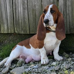 Dottie - Basset Hound