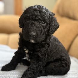Water - Black male Poodle puppy in St. Johnsbury, Vermont from Poodles of the Northern Woods
