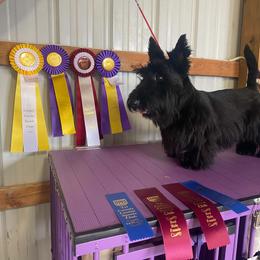 Harvey - Scottish Terrier