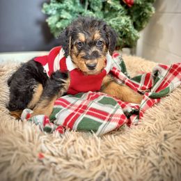Yellow Collared Female - Black and tan female Airedale Terrier puppy in Marshallville, Ohio from Anne's Pups