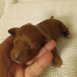 Boy 1 - Red male Cavapoo puppy in East Providence, Rhode Island from Marta's Cavaliers