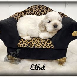 Ethel - Red roan female Cocker Spaniel puppy in Tecumseh, Oklahoma from Gambill's Cocker Spaniel Cuties