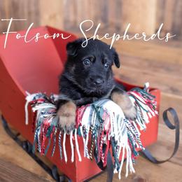 German Shepherd Puppies from Vom Folsom Haus Shepherds