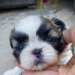 Shih Tzu Puppies from Willow Lane Shih Tzus
