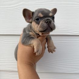 Orange Boy - Black and tan male French Bulldog puppy in Dawsonville, Georgia from Baros Kennel