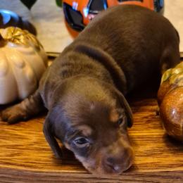 AKC Jack-O-Lantern mini Chocolate and tan Dachshund - Chocolate and tan male Dachshund puppy in Las Cruces, New Mexico from The Dachshund Den
