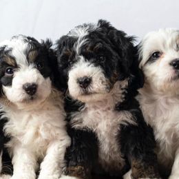 Bernedoodles from Stop, Drop, & Roll Doodles
