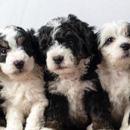 Bernedoodles from Stop, Drop, & Roll Doodles