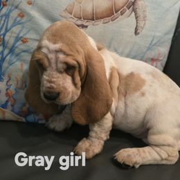 White collar AKC European basset hound girl Red and white - Red and white female Basset Hound puppy in Flint, Michigan from Vehicle City's Great Danes, Bulldogs, and Cocker Spaniels