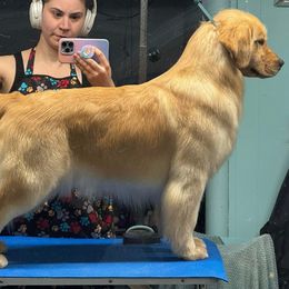 Bernese Mountain Dog and Golden Retriever All Grown Up from Gold Point Pups