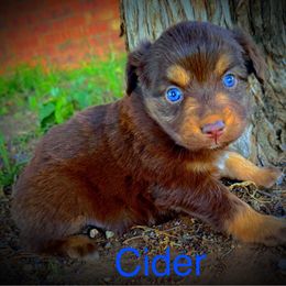 Cider - Red tri male Miniature Australian Shepherd puppy in Idalou, Texas from Lonesome Pine Mini Aussies