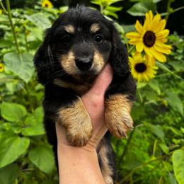 Moo-moo - Dapple male Dachshund puppy in White Cloud, Michigan from MI Dachshunds