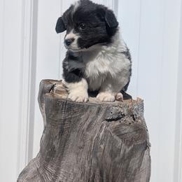 Gobble - Brindle and white female Cardigan Welsh Corgi puppy in Hotchkiss, Colorado from Bell S Ranch