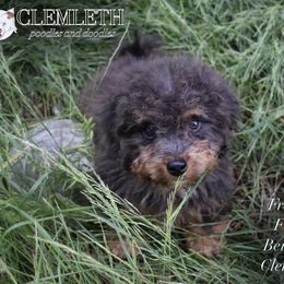 Froggy - Merle Bernedoodle puppy in Seattle, Washington from Clemleth Aussiedoodles