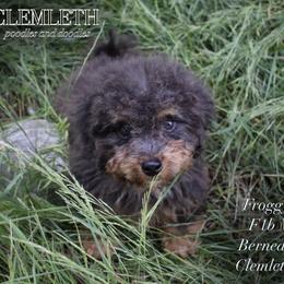 Froggy - Merle Bernedoodle puppy in Seattle, Washington from Clemleth Aussiedoodles