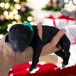 Coming Soon - Brindle male Poodle puppy in Spring Hills, Florida from The Olympus Standard Poodle