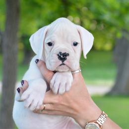 Inferno - White male Boxer puppy in Forest City, Iowa from Mt Valley Boxers