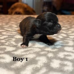 Panther - Black and white male Chihuahua puppy in Beckemeyer, Illinois from Guardian’s of the Chihuahuas