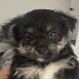 Companion Crosses from Cutest Puppies Ever