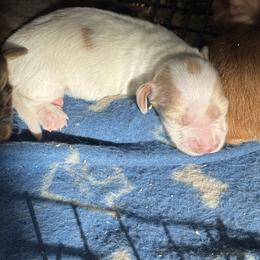 AKC piebald female - Piebald female Dachshund puppy in Glen St Mary, Florida from Little Pawz, LLC