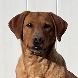 Labrador Retrievers from Rockn Ridge Retrievers LLC