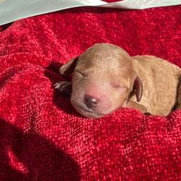 Pretzel - Red male Labradoodle puppy in St George, Utah from Terra's Swann's Kennels
