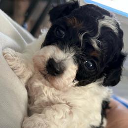 Ziggy - Parti female Poodle puppy in Mineral Wells, Texas from S.H.A.R.P.’s Toy Poodles