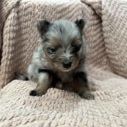 Merle male - Blue merle male Pomeranian puppy in Weatherford, Texas from COCO'S POMS AND FRENCHIES