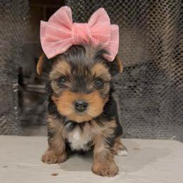 Phoebe - Blue and gold female Yorkshire Terrier puppy in Los Angeles, California from 818 Yorkies