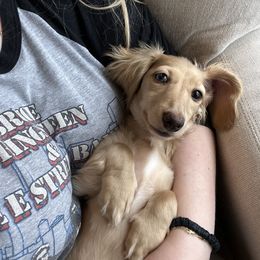 Dachshund Puppies from Aster Creek Kennel
