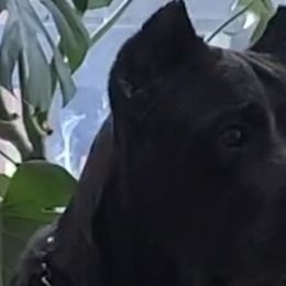 Mamba - Cane Corso