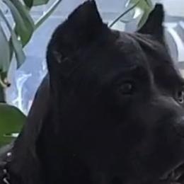 Mamba - Cane Corso