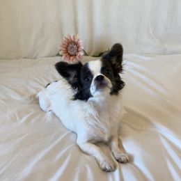 Bonnie - Chihuahua